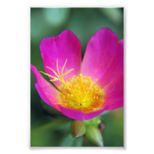 Impression Photo Fleur rose et jaune