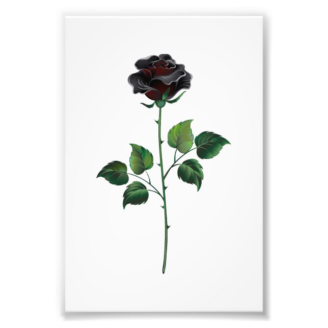 Impression Photo Fleur rose noire (Devant)
