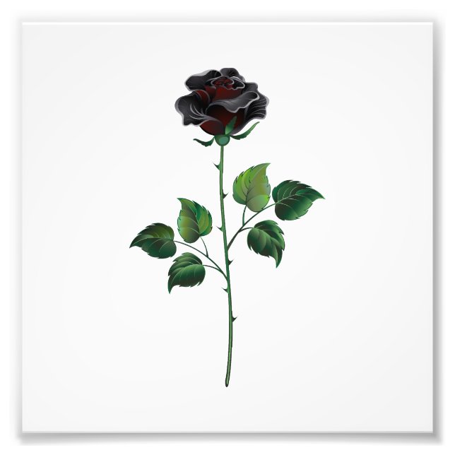 Impression Photo Fleur rose noire (Devant)