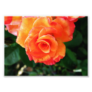 Impression Photo Fleur rose orange