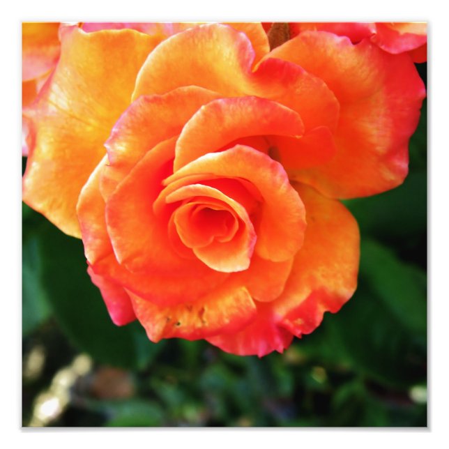 Impression Photo Fleur rose orange (Devant)