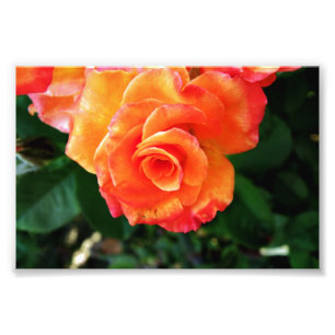 Impression Photo Fleur rose orange