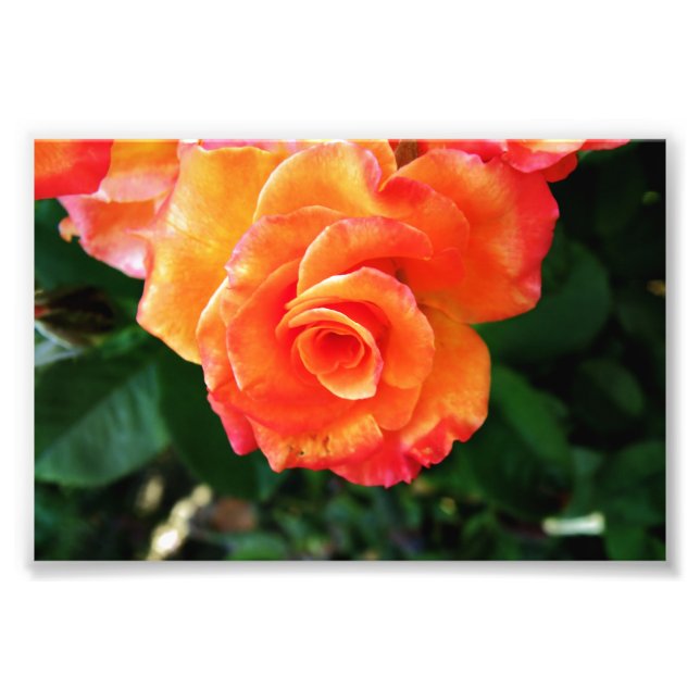 Impression Photo Fleur rose orange (Devant)