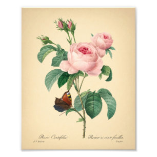 Impression Photo Fleur rose papillon Rose vintage par Redoute Art