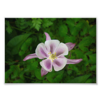 Impression Photo Fleur rose Parfait