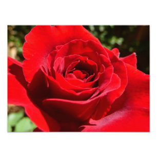 Impression Photo Fleur rose rouge vif Belle florale