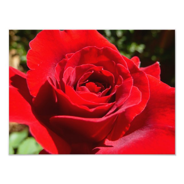 Impression Photo Fleur rose rouge vif Belle florale (Devant)