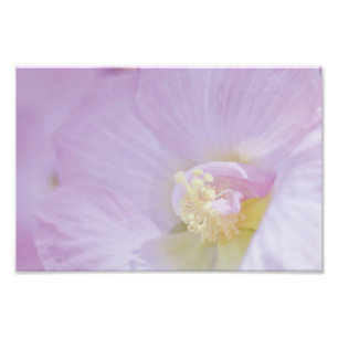 Impression Photo Fleur rose sensible de lavande