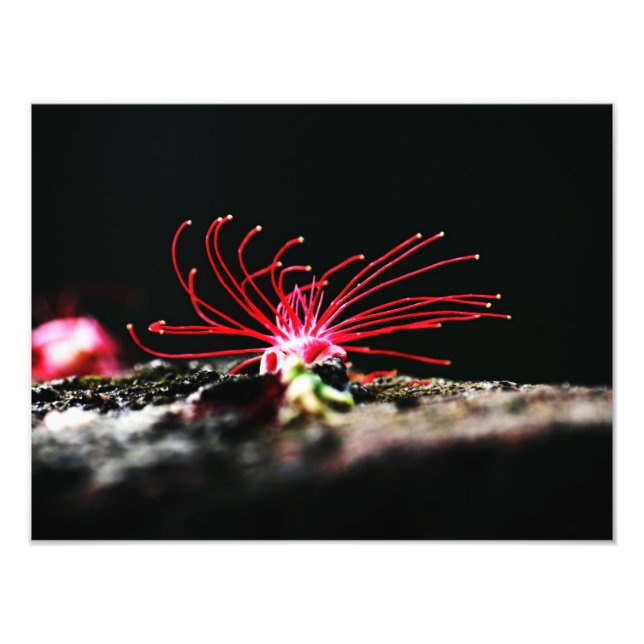 Impression Photo Fleur rouge (Devant)