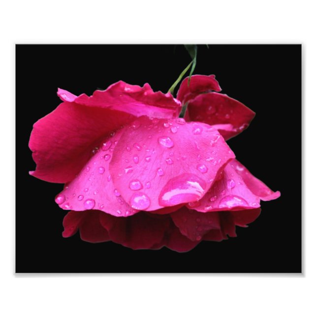 Impression Photo Fleur Rouge Et Arroses 8x10 (Devant)