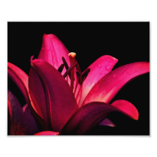 Impression Photo Fleur rouge Lily Fermer 8x10