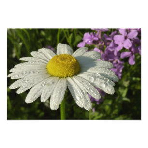 Impression Photo Fleur sauvage Daisy et Summer Lilac
