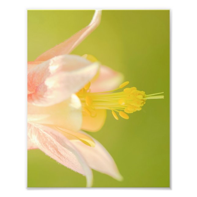 Impression Photo Fleur sauvage de colonne orientale Imprimer (Devant)