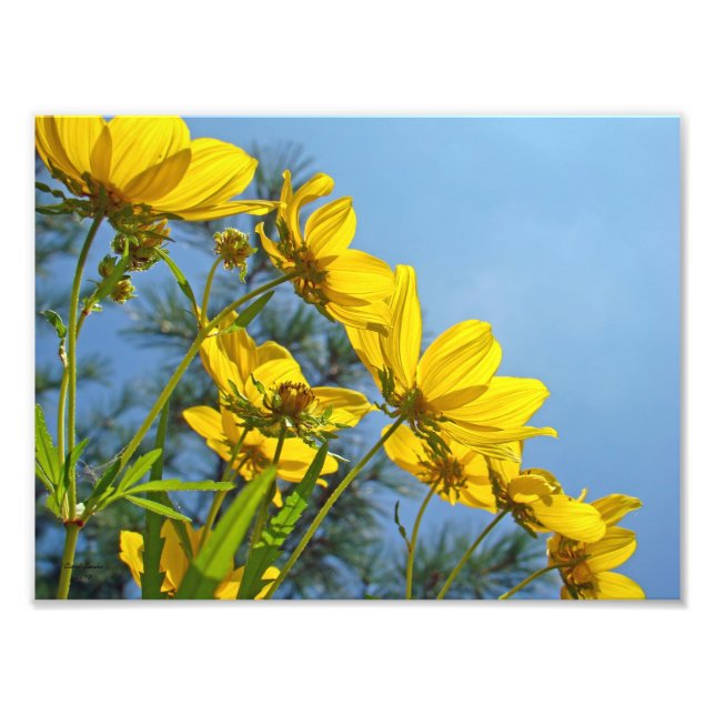 Impression Photo Fleur sauvage de tournesol de graine longue bracté (Devant)