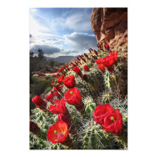 Impression Photo Fleur sauvage - Grand Canyon - Arizona