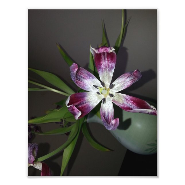 Impression Photo Fleur Tulip (Devant)