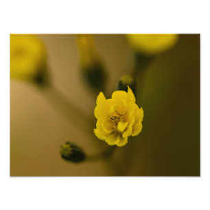 Impression Photo Fleurs