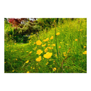 Impression Photo Fleurs