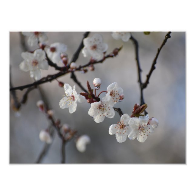Impression Photo Fleurs (Devant)