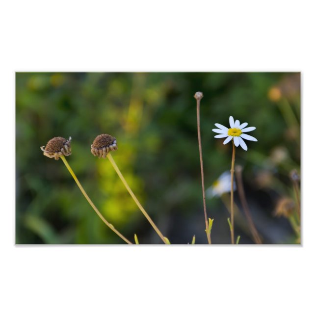 Impression Photo Fleurs (Devant)