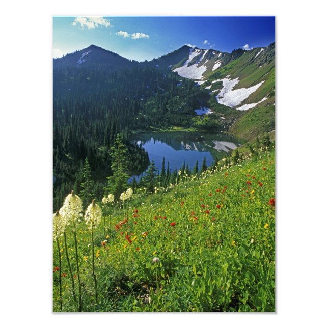 Impression Photo Fleurs alpines dans le Jewel Basin dans la (Devant)