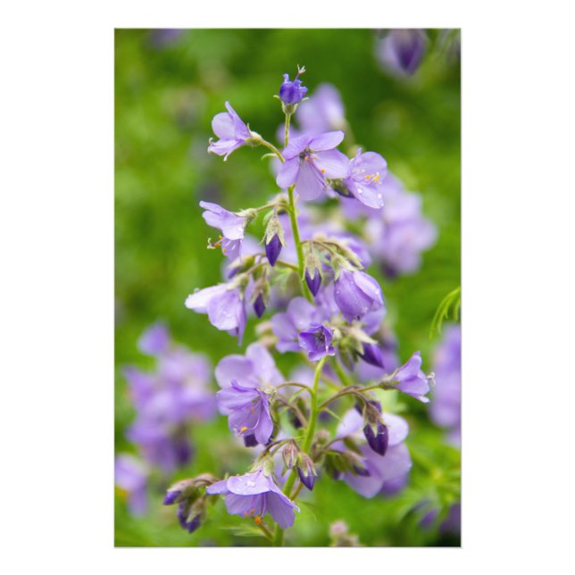 Impression Photo Fleurs bleues délicates sur un champ vert au print (Devant)