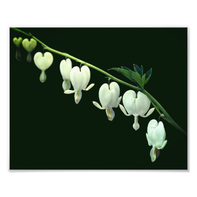 Impression Photo Fleurs cardiaques à saignement blanc 8x10 (Devant)