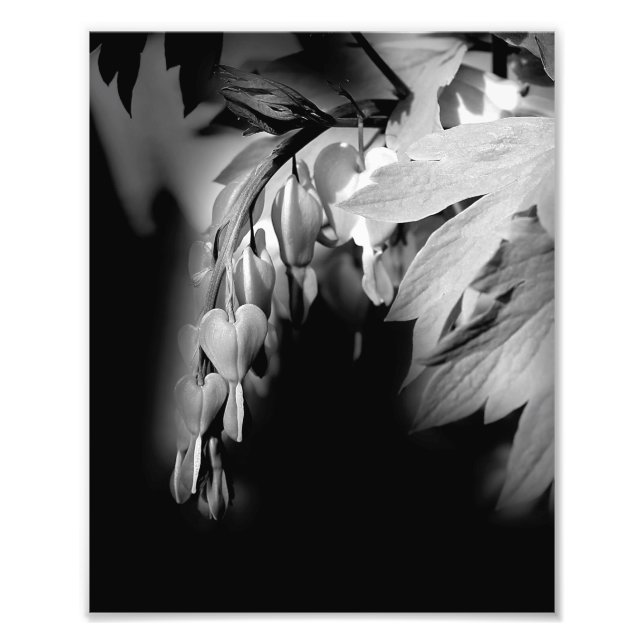 Impression Photo Fleurs Cardiaques Saignantes En Noir Et Blanc 8x10 (Devant)