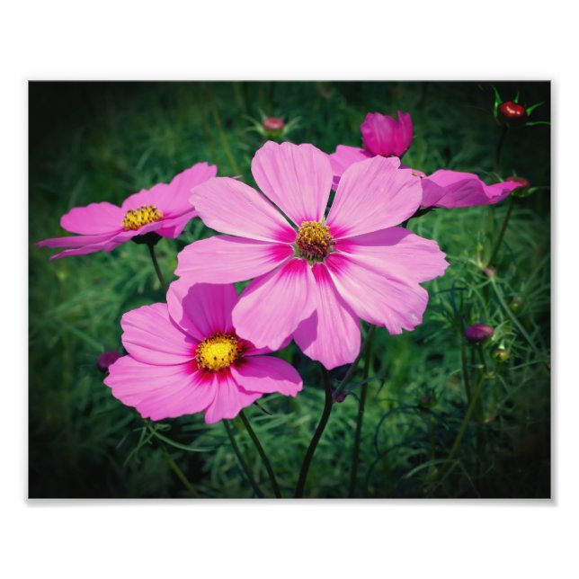 Impression Photo Fleurs Cosmos Roses 8x10 (Devant)