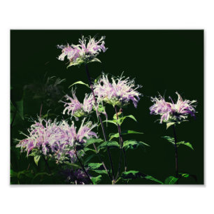 Impression Photo Fleurs d'abeilles violettes sauvages 8x10