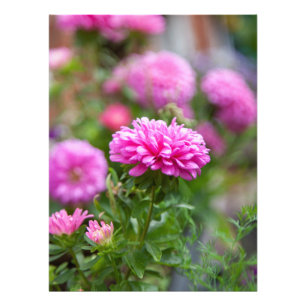 Impression Photo Fleurs d'Asters roses