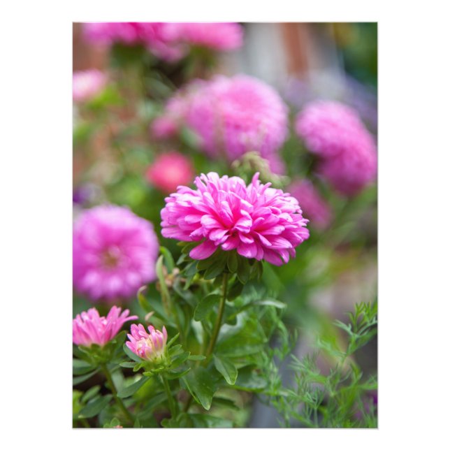 Impression Photo Fleurs d'Asters roses (Devant)