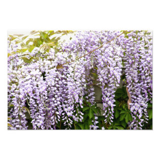 Impression Photo Fleurs de bactéries