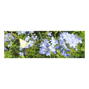 Impression Photo Fleurs de Beurre jaune Lavande Bleu Plumbago
