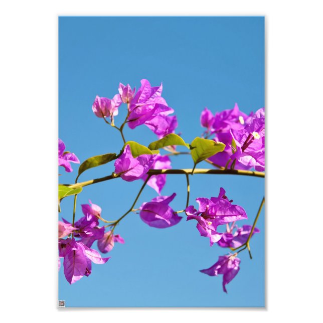 Impression Photo Fleurs de bougainvillée (Devant)