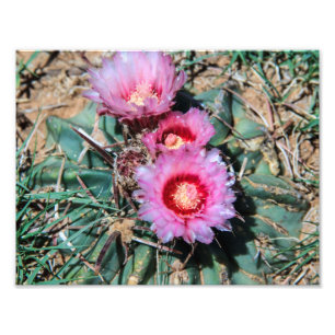 Impression Photo Fleurs de cactus