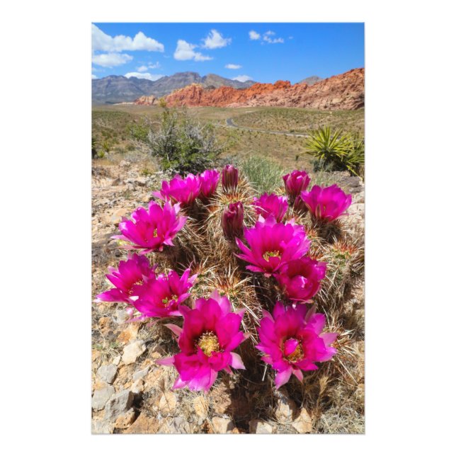 Impression Photo Fleurs de cactus roses en Red Rock Canyon, NV (Devant)
