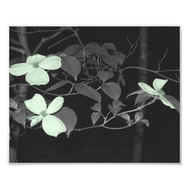 Impression Photo Fleurs de cerisiers (Devant)