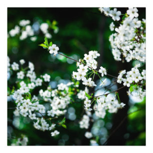 Impression Photo Fleurs de cerisiers blancs Feuilles verts