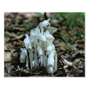 Impression Photo Fleurs de champignons blancs de tuyaux indiens