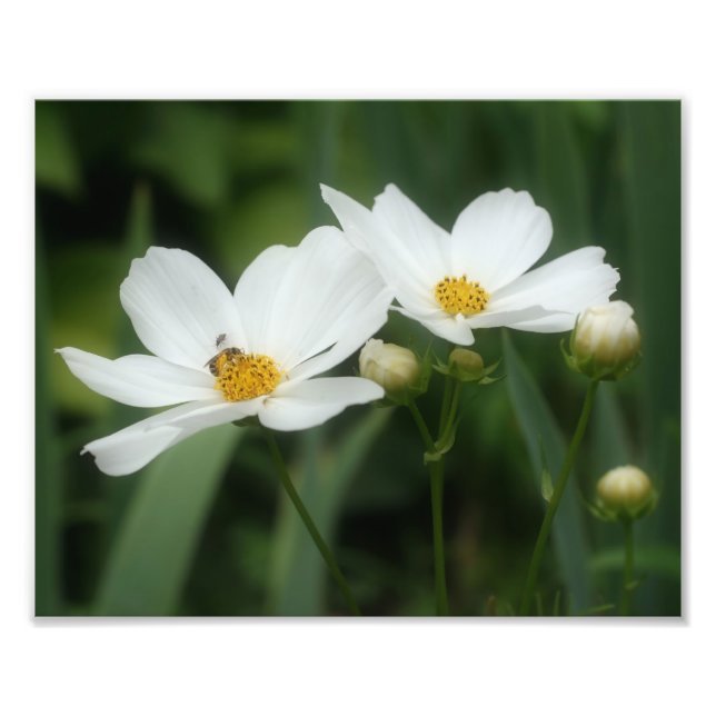 Impression Photo Fleurs De Cosmos Blanc Et Abeille De Miel 8x10 (Devant)