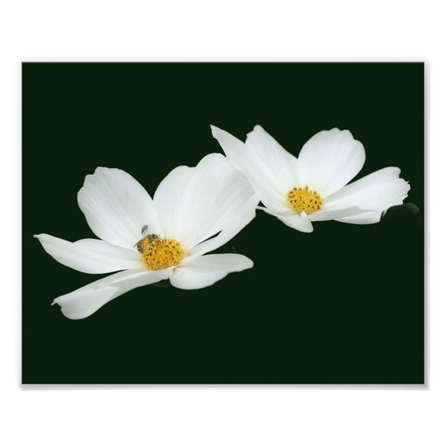 Impression Photo Fleurs De Cosmos Blanches Flottantes Et Abee 8x10 (Devant)