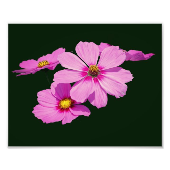 Impression Photo Fleurs de cosmos roses flottantes 8x10 (Devant)