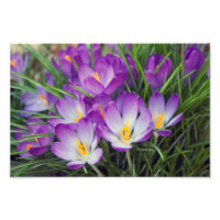 Fleurs de Crocus pourpres au printemps