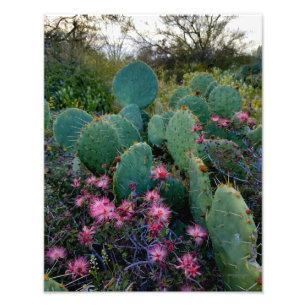 Impression Photo Fleurs de duster rose et cactus de poires