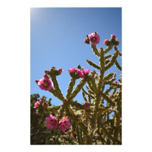 Impression Photo Fleurs de floraison de cactus de Cholla