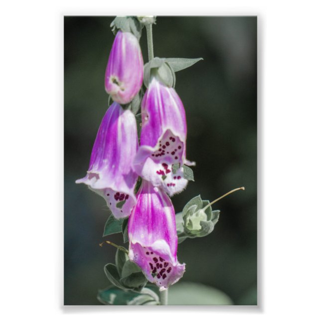 Impression Photo Fleurs de Foxglove (Devant)