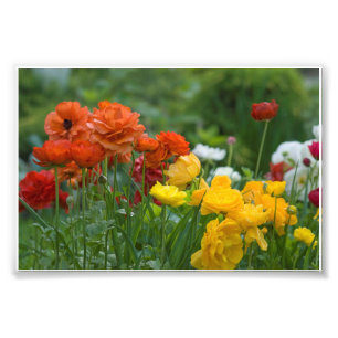 Impression Photo Fleurs de jardin