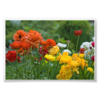 Impression Photo Fleurs de jardin