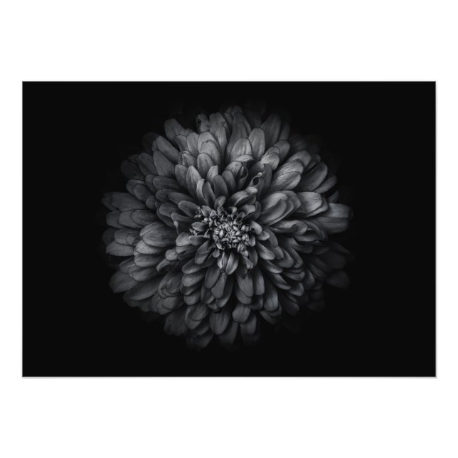 Impression Photo Fleurs De jardin En Noir Et Blanc No 68 (Devant)